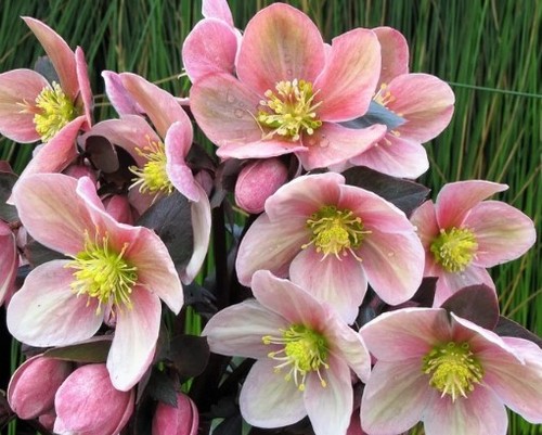 Frosted rose hellebore - frosted,