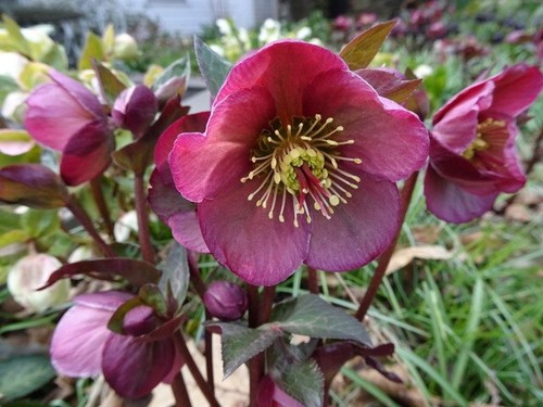 Hellebore lenten rose - hellebore, frost