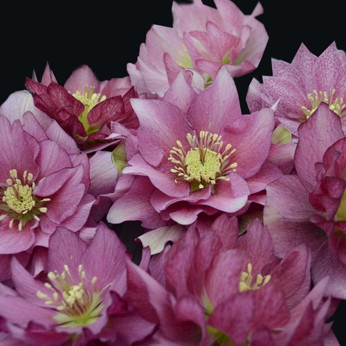 Hellebore maid honor well - of, honor'