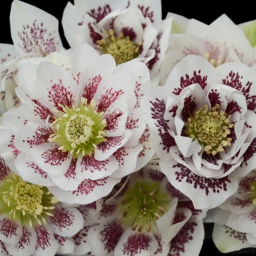 Hellebore confetti cake well - cake',
