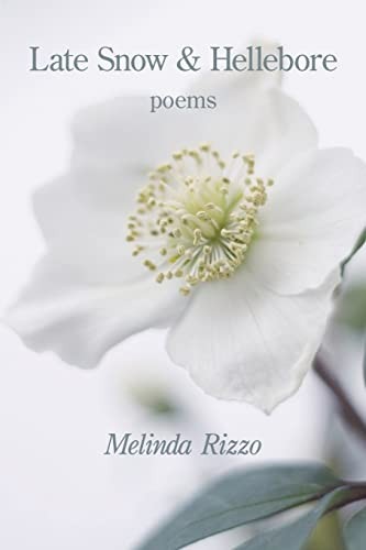 Late snow and - snow, hellebore