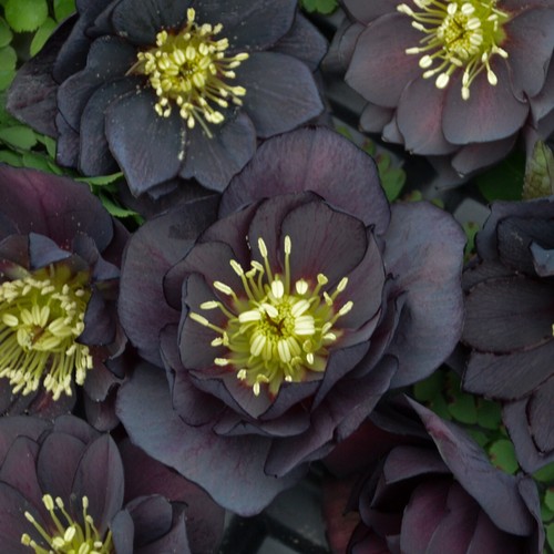 Hellebore dark and - 'dark,