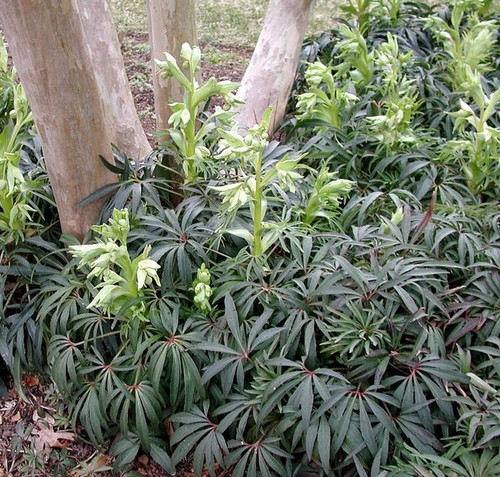 Helleborus foetidus stinking - foetidus,